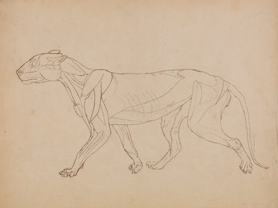 A Comparative Anatomical Exposition of the Structure of the Human Body with that of a Tiger and a Cow by George Stubbs